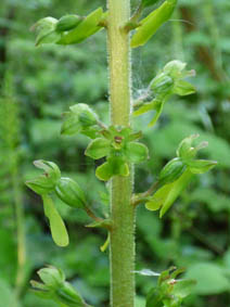 Listera ovata